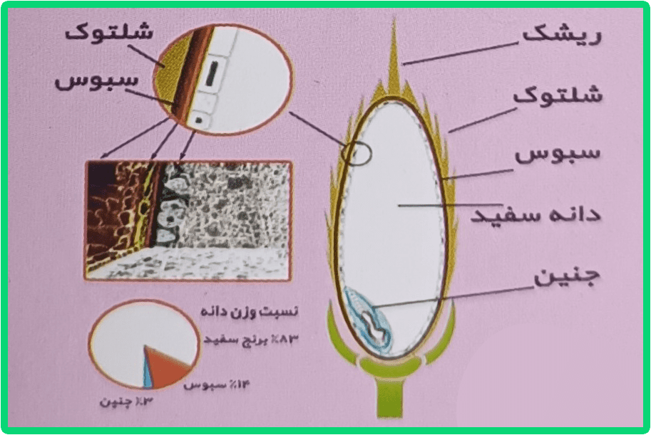 سبوس برنج